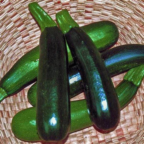 Unlocking the Secrets of Black Magic Zucchini's Nutritional Power